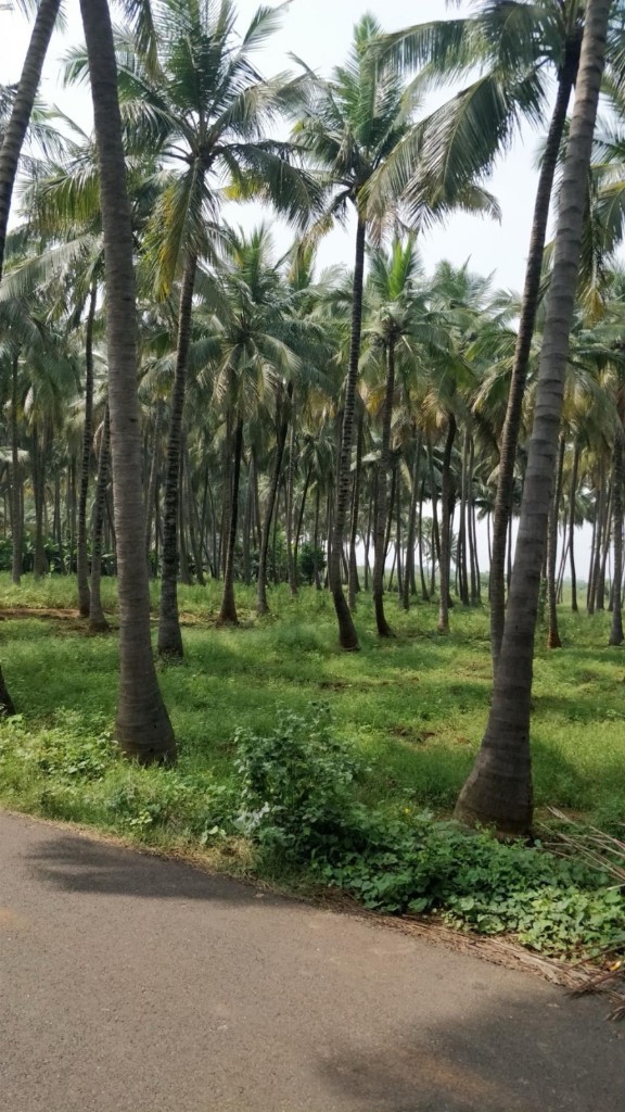 Coconut plantation in Kerala