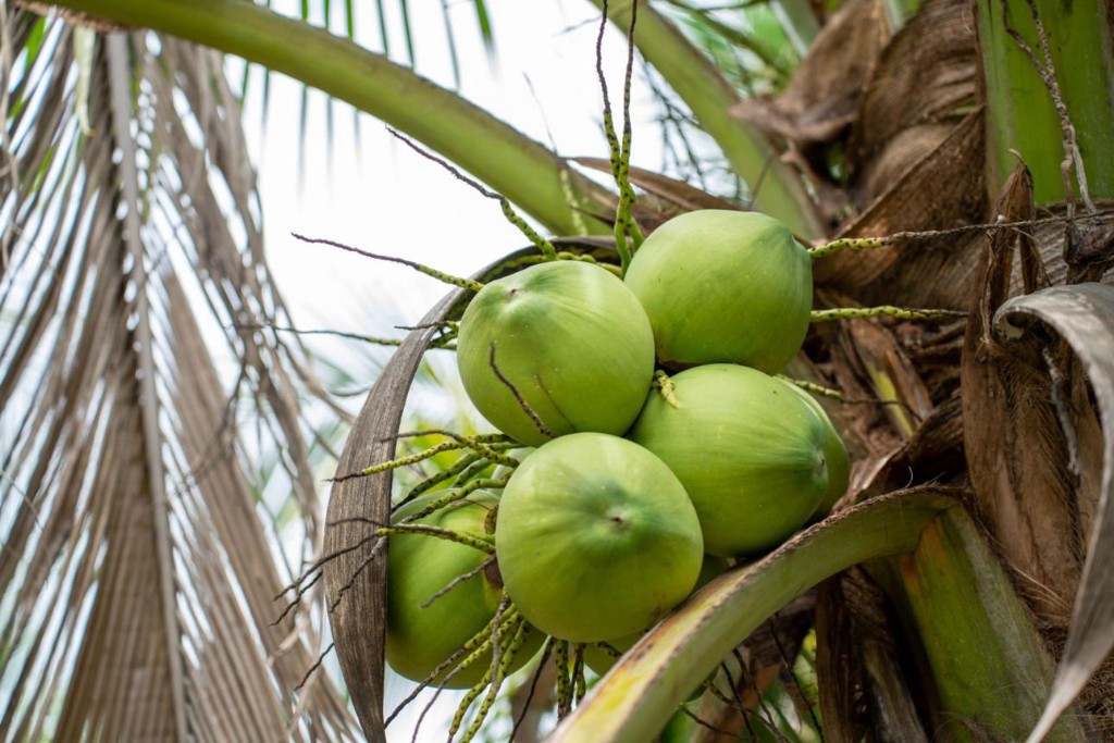 Green coconuts growing on palm trees