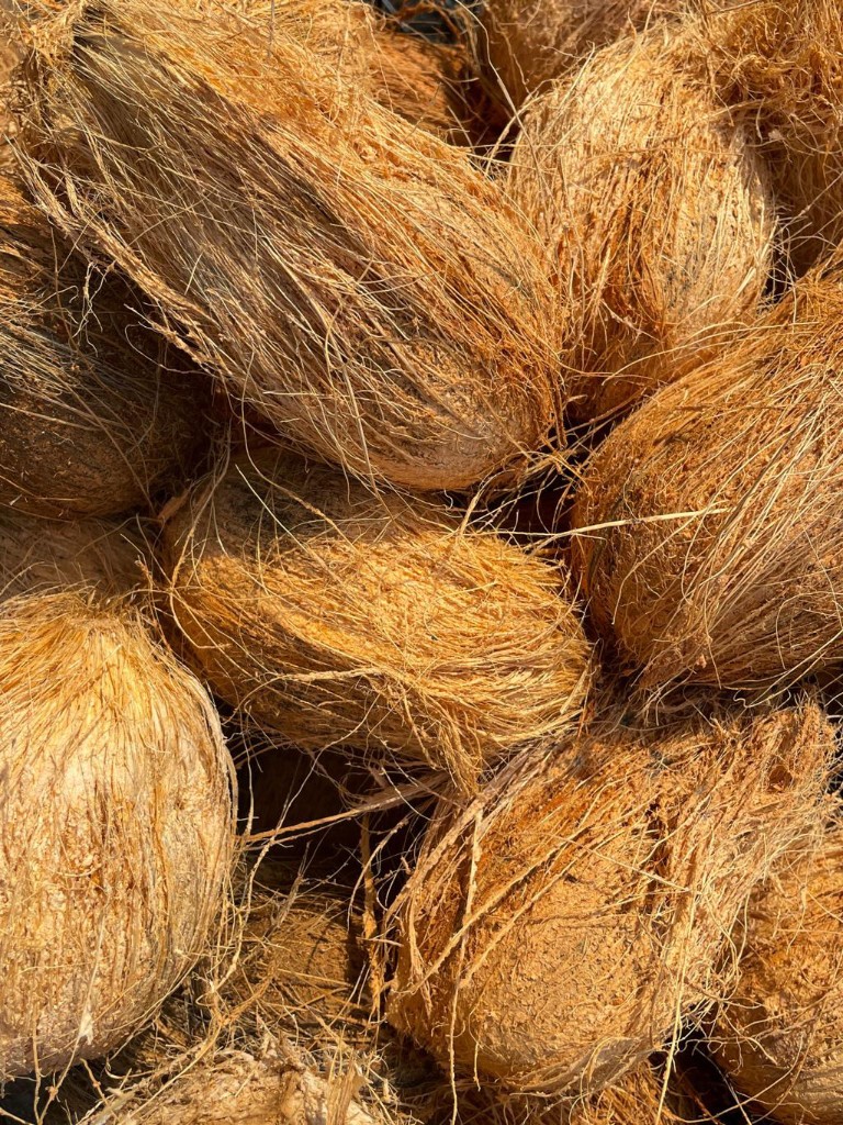 Husked coconuts ready for processing